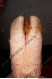 Photo Textures of Pig Leg 